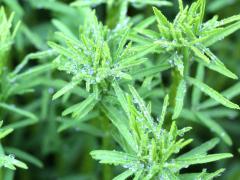 (Purple Prairie Clover) (Purple Prairie Clover)