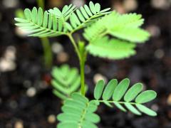 (Illinois Bundleflower) seedling (Illinois Bundleflower) seedling