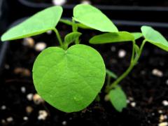 (Illinois Tick Trefoil) seedling (Illinois Tick Trefoil) seedling