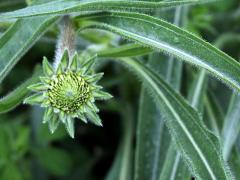 (Purple Coneflower) (Purple Coneflower)