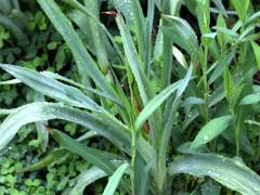 (Rattlesnake Master) (Rattlesnake Master)