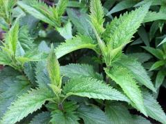 (Spotted Joe Pye Weed) (Spotted Joe Pye Weed)