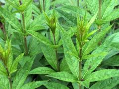 (Purple Joe Pye Weed) (Purple Joe Pye Weed)