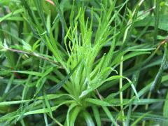 (Rough Blazing Star) (Rough Blazing Star)
