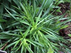 (Prairie Blazing Star) (Prairie Blazing Star)