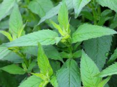 (Wild Bergamot) (Wild Bergamot)