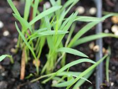 (Switch Grass) seedling (Switch Grass) seedling
