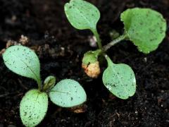 (Wild Quinine) seedling (Wild Quinine) seedling