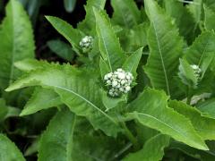 (Wild Quinine) (Wild Quinine)