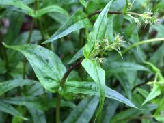 (Foxglove Beard Tongue) (Foxglove Beard Tongue)