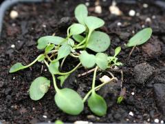 (False Dragonhead) seedling (False Dragonhead) seedling