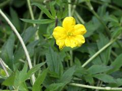 (Swamp Buttercup) flower (Swamp Buttercup) flower