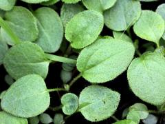 (Black-eyed Susan) seedling (Black-eyed Susan) seedling