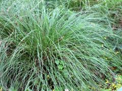 (Prairie Dropseed) (Prairie Dropseed)