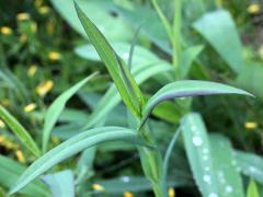 (Smooth Blue Aster) (Smooth Blue Aster)
