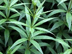 (Culver's Root) (Culver's Root)