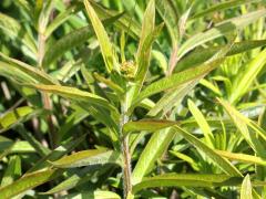 (Butterfly Milkweed) (Butterfly Milkweed)