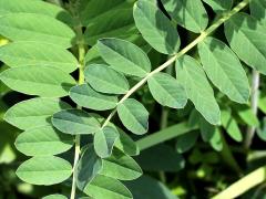 (Canadian Milk Vetch) (Canadian Milk Vetch)
