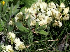 (Cream Wild Indigo) (Cream Wild Indigo)