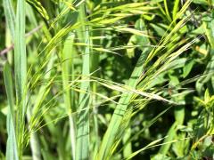 (Hungarian Brome) (Hungarian Brome)