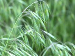 (Prairie Brome) (Prairie Brome)