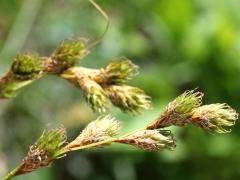 (Sedge) (Sedge)