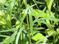 (Prairie Coreopsis) (Prairie Coreopsis)