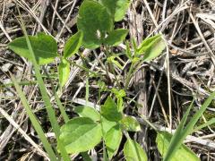 (Illinois Tick Trefoil) (Illinois Tick Trefoil)