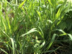 (Bottlebrush Grass) (Bottlebrush Grass)