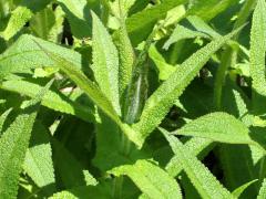 (Common Boneset) (Common Boneset)