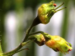 (Alum Root) buds (Alum Root) buds