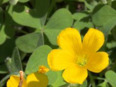 (Tall Wood Sorrel) (Tall Wood Sorrel)