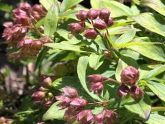 (Jacob's Ladder) buds (Jacob's Ladder) buds