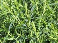 (Common Mountain Mint) (Common Mountain Mint)