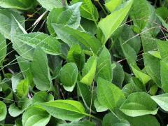(Orange Coneflower) leaves (Orange Coneflower) leaves