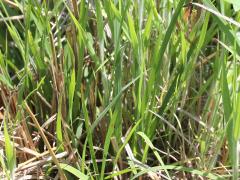 (Little Bluestem) (Little Bluestem)