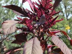 (Red Amaranth) (Red Amaranth)