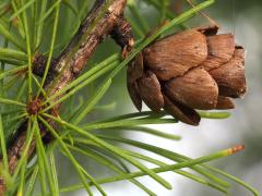 (Tamarack) fruit (Tamarack) fruit