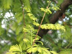 (Tamarack) leaves (Tamarack) leaves