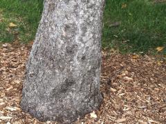 (Tamarack) trunk (Tamarack) trunk