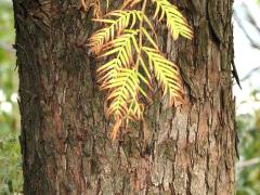 (Dawn Redwood) trunk (Dawn Redwood) trunk