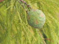 (Bald Cypress) fruit (Bald Cypress) fruit
