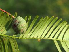 (Bald Cypress) leaves (Bald Cypress) leaves