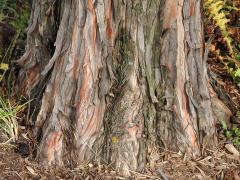 (Bald Cypress) trunk (Bald Cypress) trunk