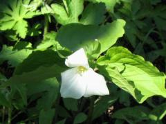 (Large White Trillium) (Large White Trillium)
