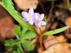 (Spring Beauty) (Spring Beauty)