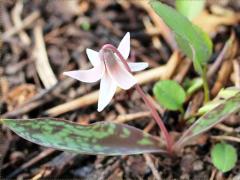 (White Trout Lily) (White Trout Lily)