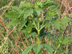 (Giant Ragweed) (Giant Ragweed)