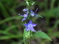 (Tall Bellflower) (Tall Bellflower)