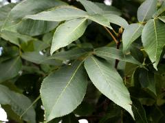 (Shagbark Hickory) (Shagbark Hickory)